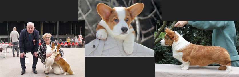 reu-fender-collage-milligenhof