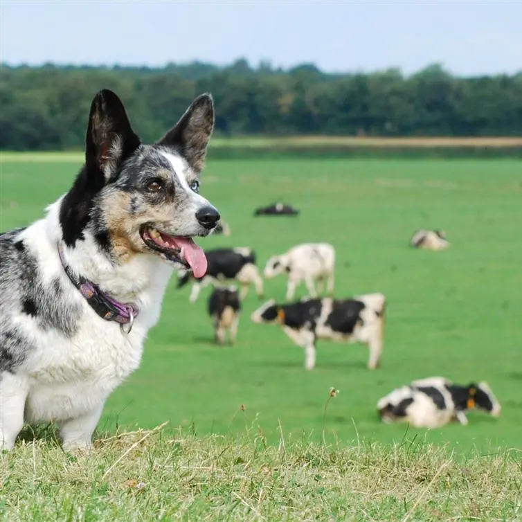 welsh-corgi-cardigan-ras