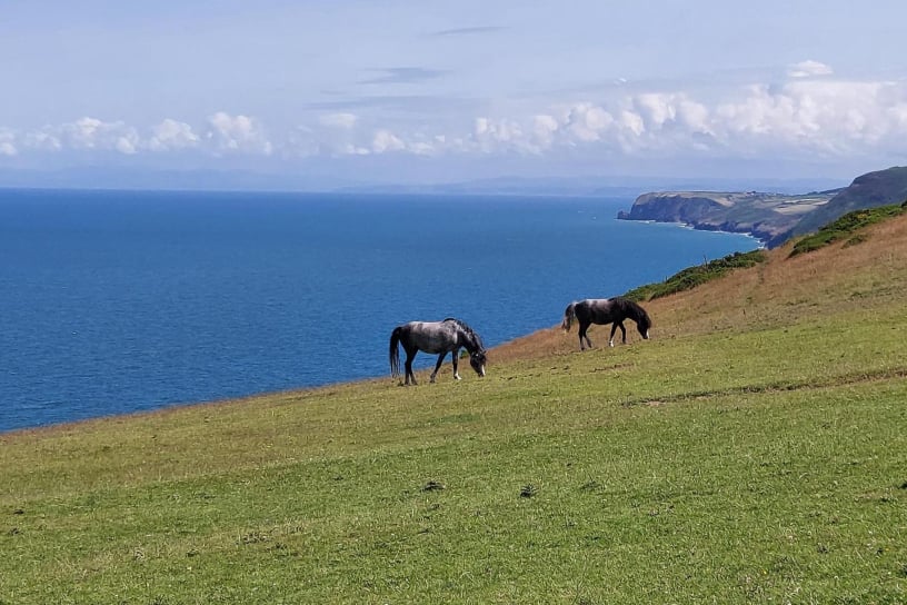 milligenhof-cardigan-bay-007